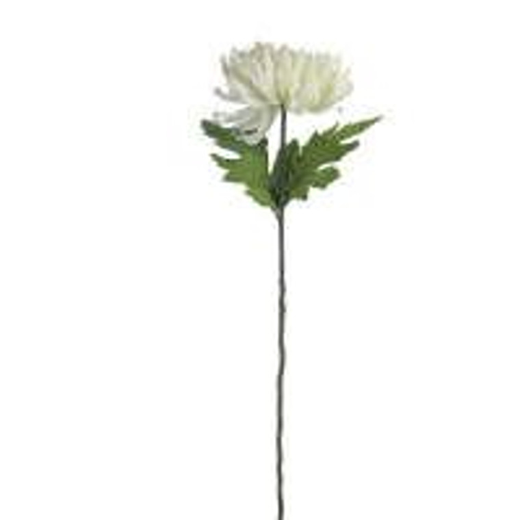 Chrysanthemum - Cream Stem 73c