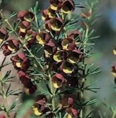 Boronia megastigma 2.5L (80967) 2.5L (98264) 2.5L