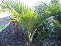 Rhopalostylis chathamica PB40 (95697) 3.3L