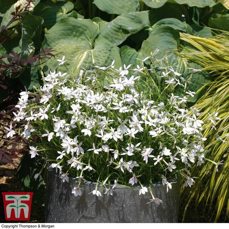 Laurentia axillaris 'White Sta 14cm