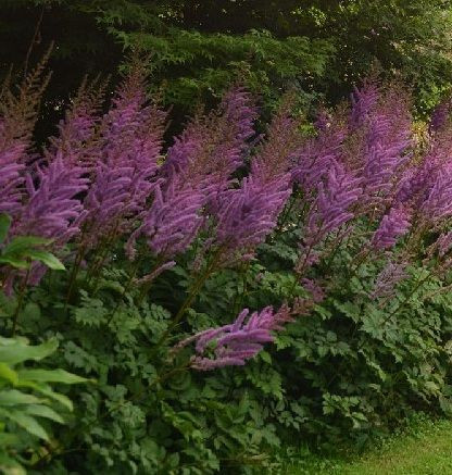 Astilbe chinensis 1.5L
