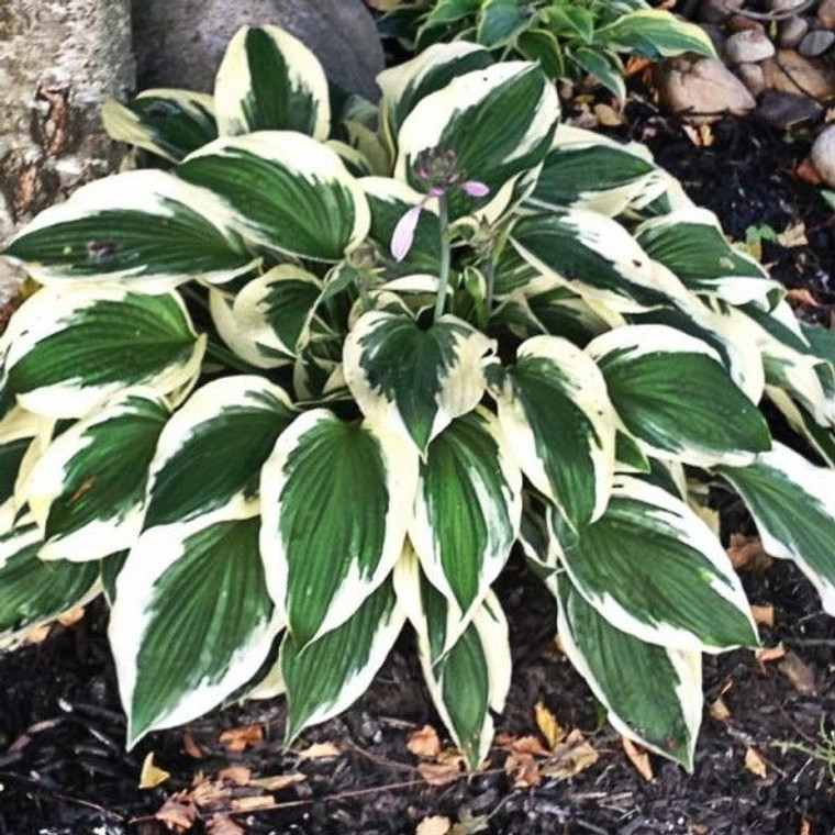 Hosta 'Minuteman' 2.5L