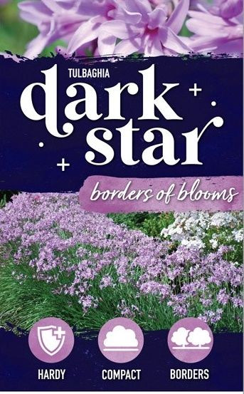 Tulbaghia 'Dark Star' 1L