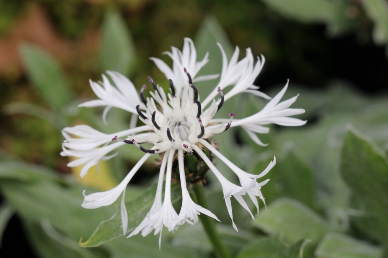 Centaurea ossaea 1.5L