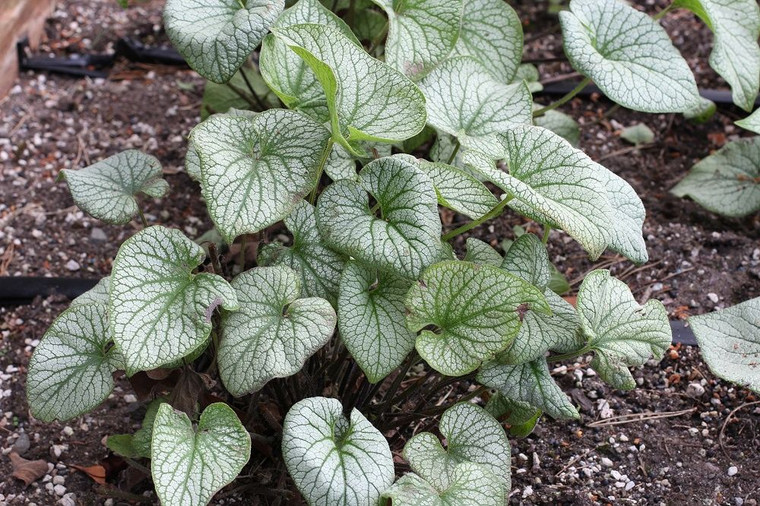 Brunnera 'Alchemy Pewter' 14cm