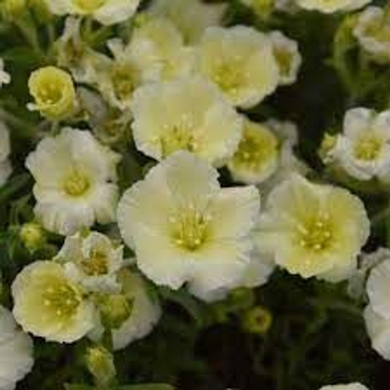 Arenaria montana 'Lemon Ice' 1.3L