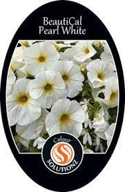 Petunia 'BeautiCal Pearl White 1.25L