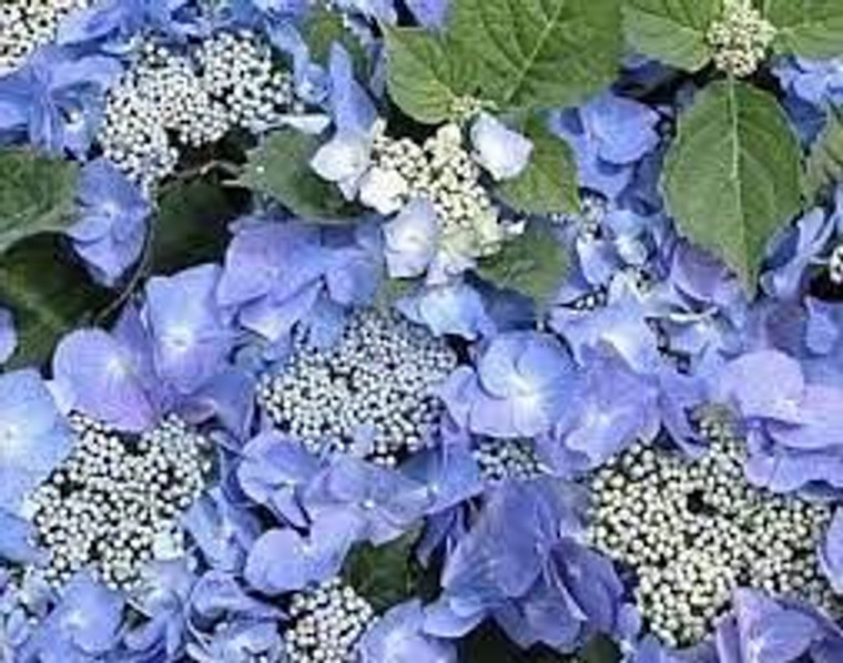 Hydrangea 'Blueberries & Cream 4.5L