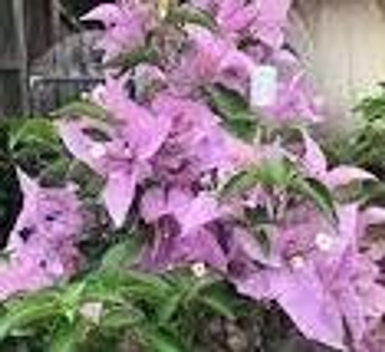 Bougainvillea 'Bambino Marlu' 2L