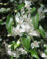 Hoheria sexstylosa 3.5L