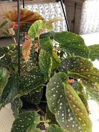 Begonia 'Angelica' 17cm