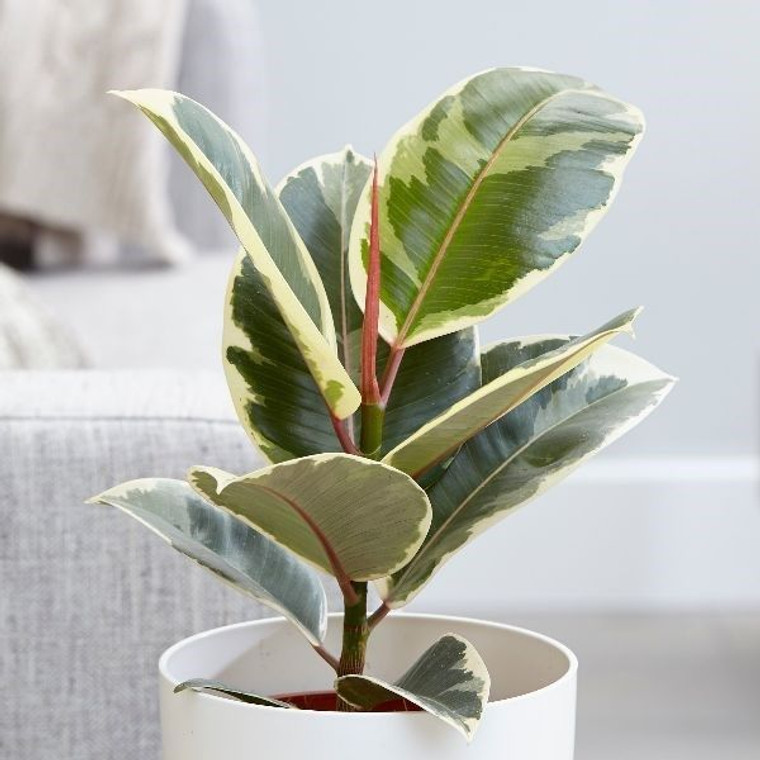 Ficus elastica 'Tineke' 17cm Ficus elastica 'Tineke' 17cm