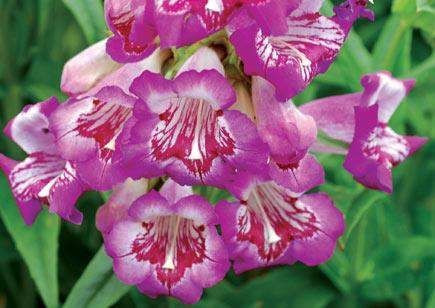 Penstemon 'Blueberry Taffey' 14cm