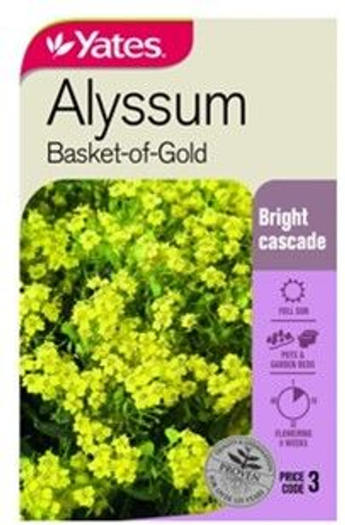 Yts Alyssum Basket Of Gold - 3