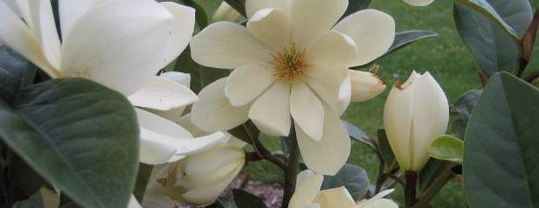 Magnolia 'Fairy Cream' 2.5L (99124) 2.5L