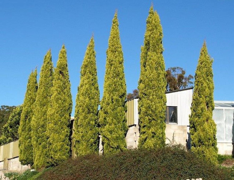 Cupressus sempervirens 'Swane' 2L