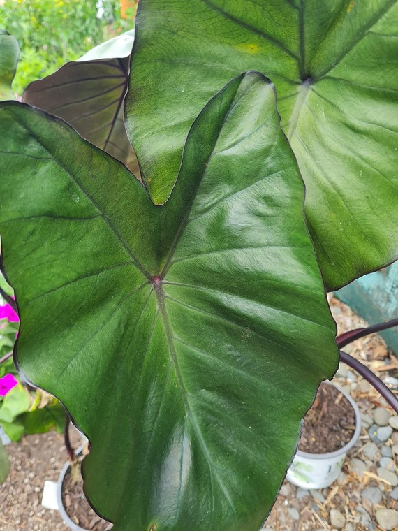 Colocasia esculenta 'Siam Jasp 2.5L