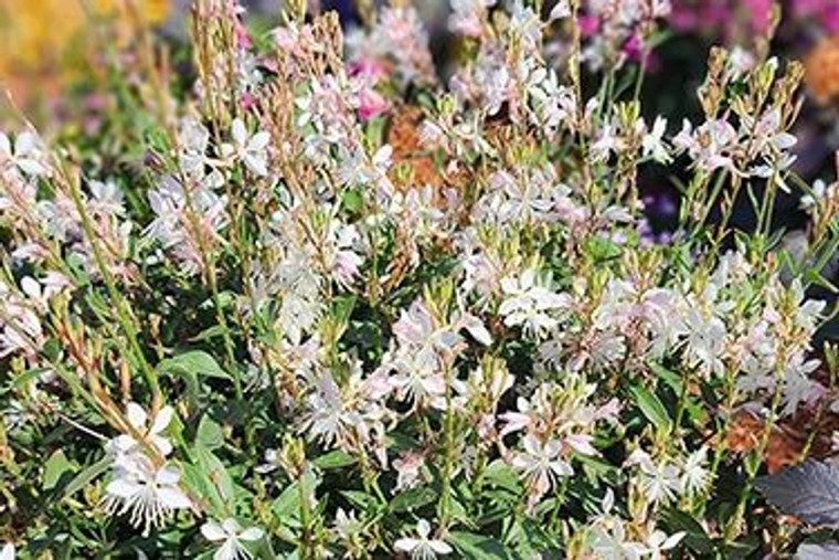 Gaura 'Steffi Snow' 14cm