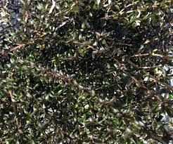 Coprosma 'Black Cloud' GOL