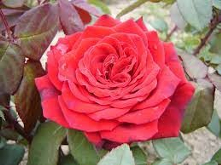 Rose 'Paola' 6L