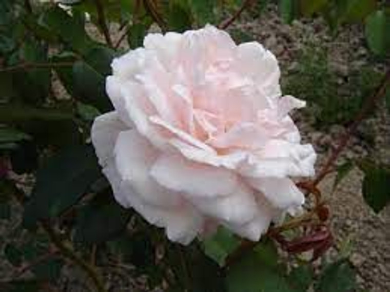 Rose 'Madame Alfred Carriere'  6L