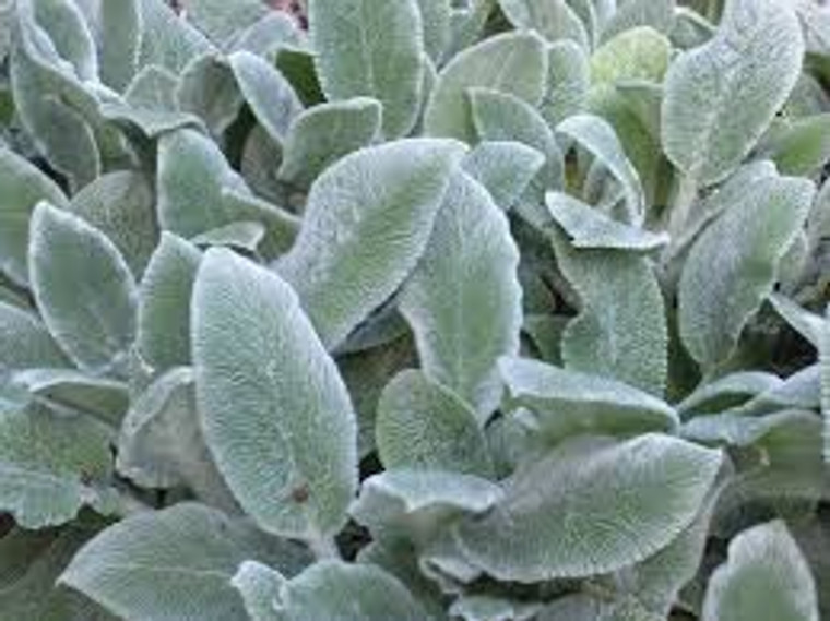 Stachys 'Silver Carpet' 9cm (99421) 14cm