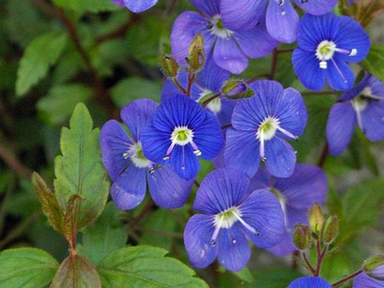 Veronica peduncularis 'Oxford 1.3L