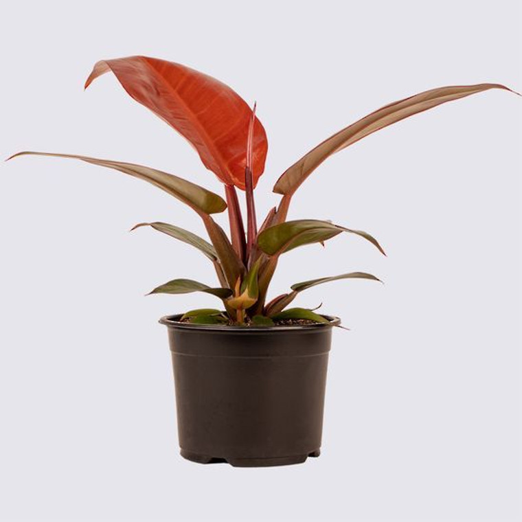 Philodendron 'Sun Red' 14cm (99465) 14cm