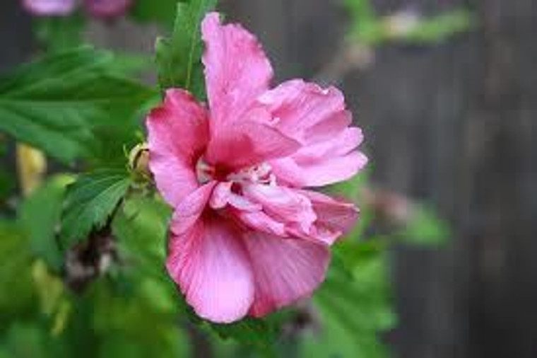 Hibiscus syriacus 'Collie Mull 3.5L