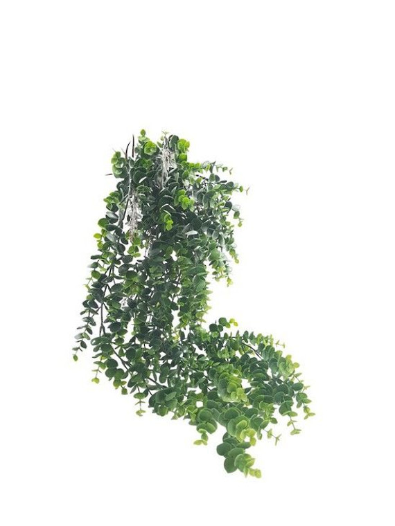 Foliage - Eucalyptus Hanging 8