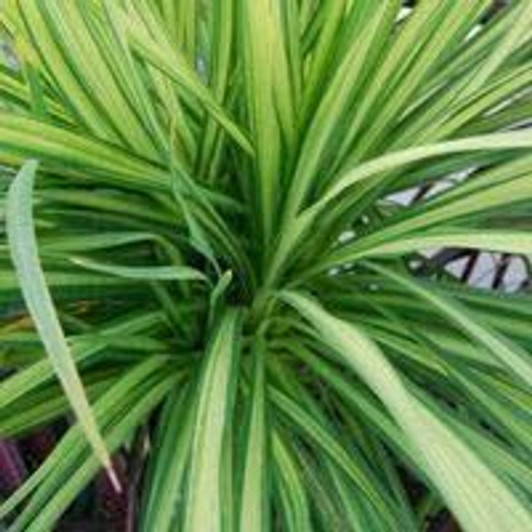 Cordyline 'Jive' 2.5L