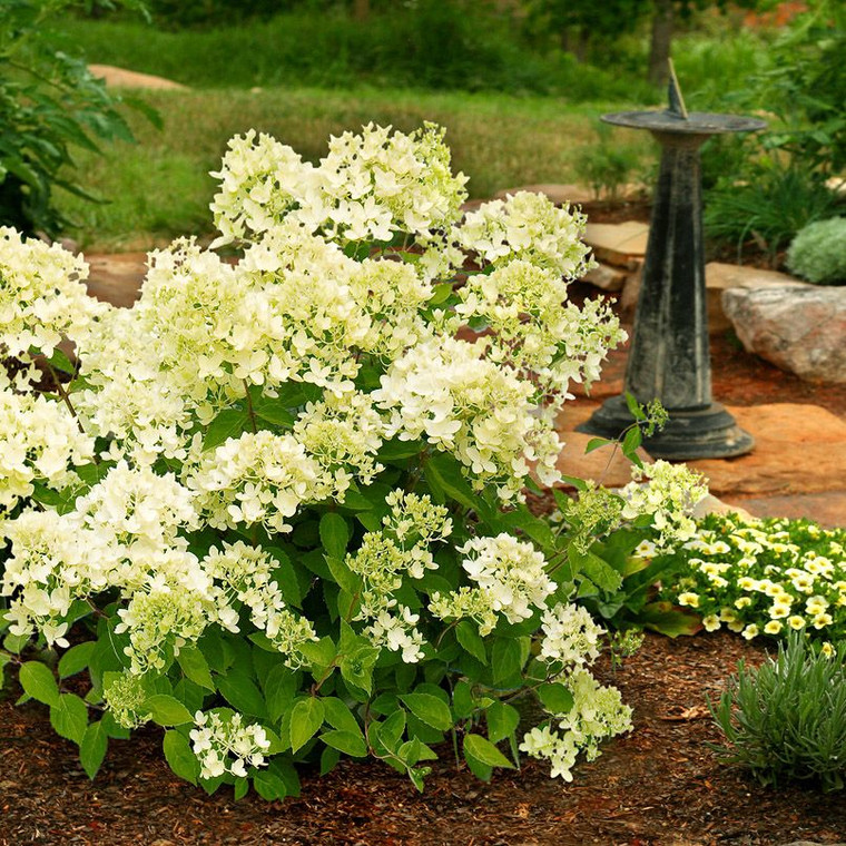 Hydrangea paniculata 'Bombshel 3.3L