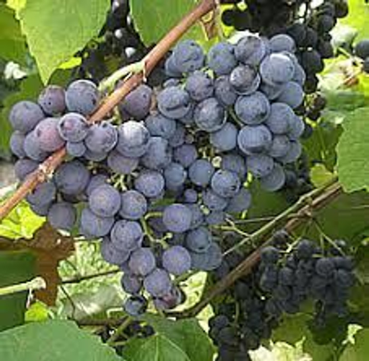 Grape 'Buffalo' 3L