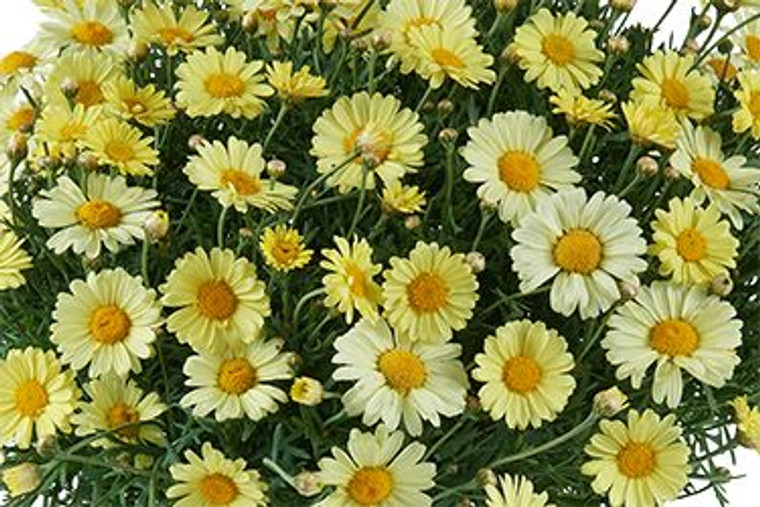 Argyranthemum 'Lollies Butterm 2.5L