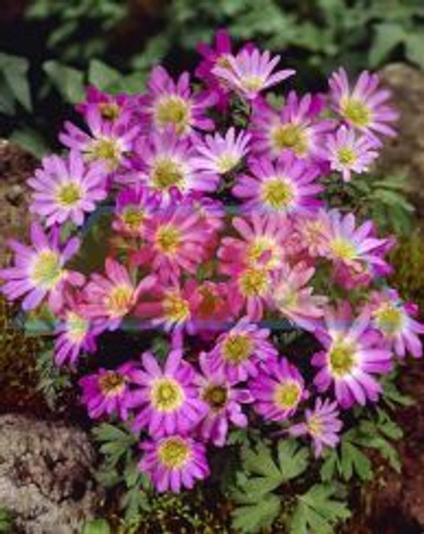 Anemone 'Blanda Pink Star' 8