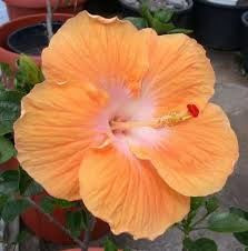 Hibiscus 'Golden Queen' 2.5L
