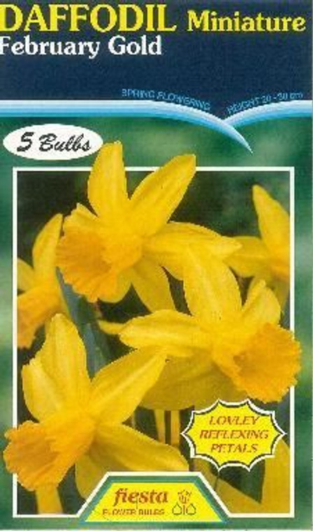 Daffodil 'February Gold' 5