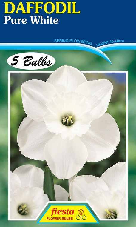 Daffodil 'Pure White' 5