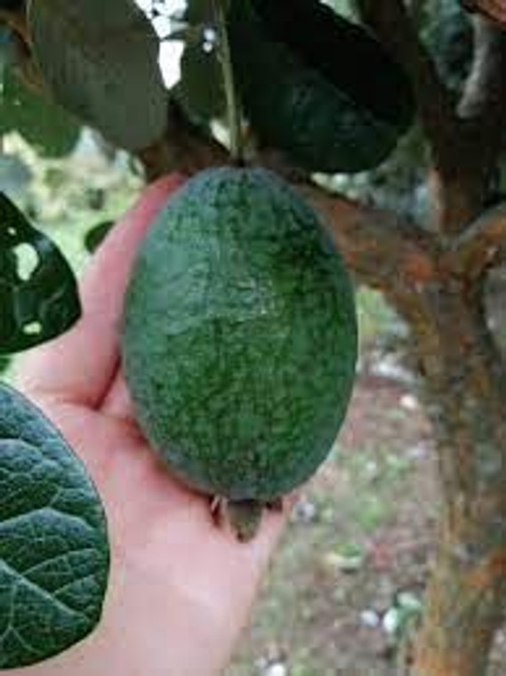 Feijoa 'Swan' PB6