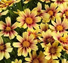 Coreopsis g 'Sunset Burst' 1.5L