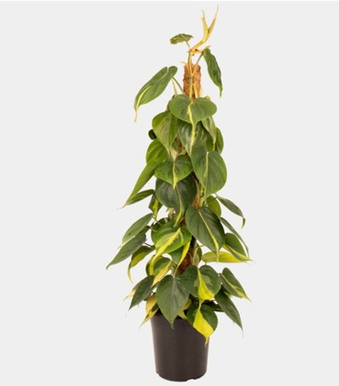 Philodendron 'Brasil' 6L