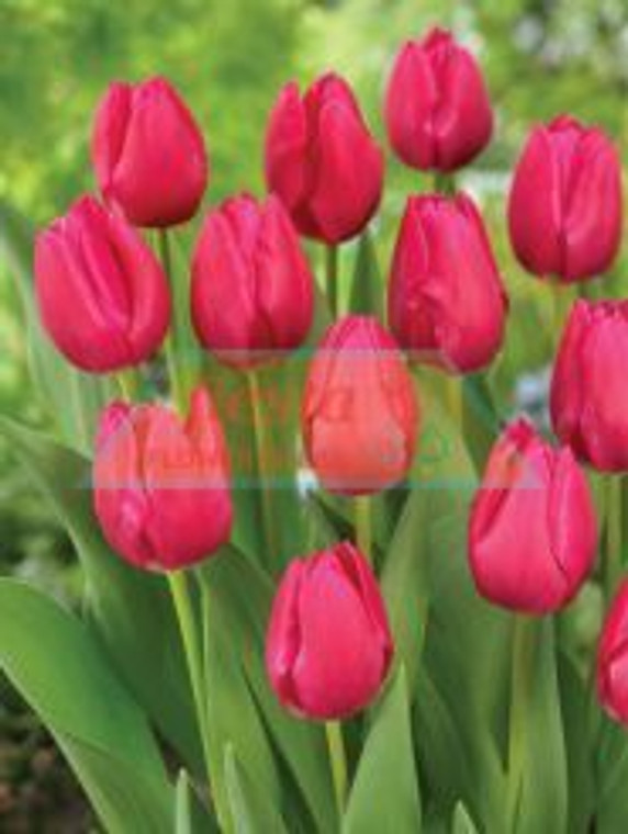 Tulip 'Pink Ardour' 5