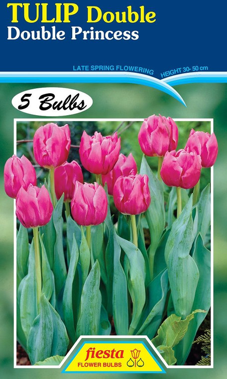 Tulip 'Double Princess' 5