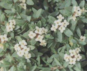 Pimelea prostrata 'Blue Peter' 2.5L