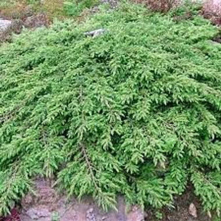 Juniperus communis 'Repanda' 2.5L