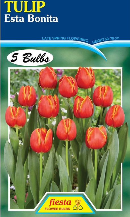 Tulip 'Esta Bonita' 5