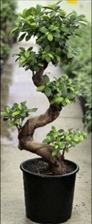 Ficus 'S Shape' 20cm