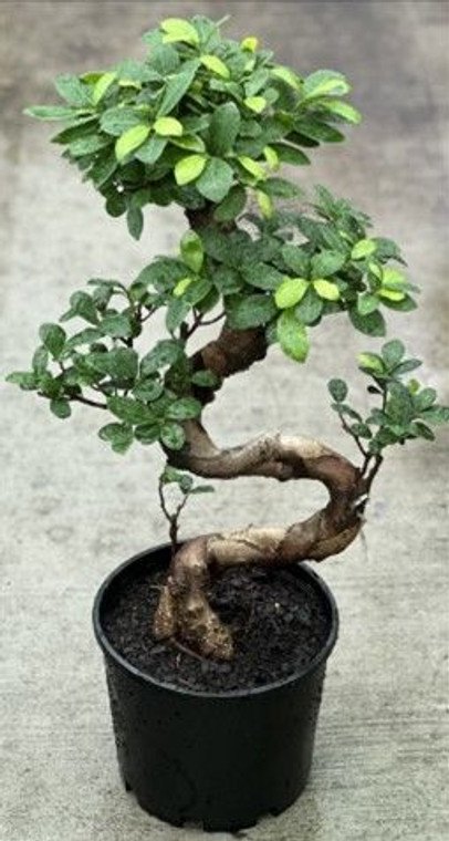 Ficus 'S Shape' 8L