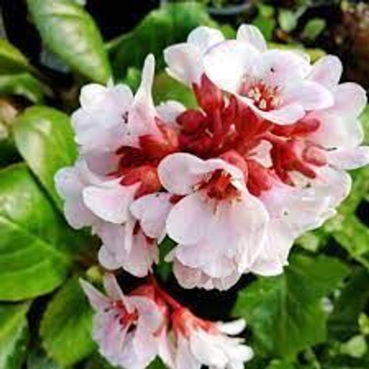 Bergenia 'Wanaka Snow' 9cm (100188) 14cm