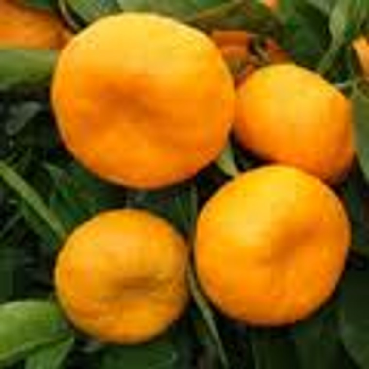 Citrus 'Mandarin Kawano' 4.7L